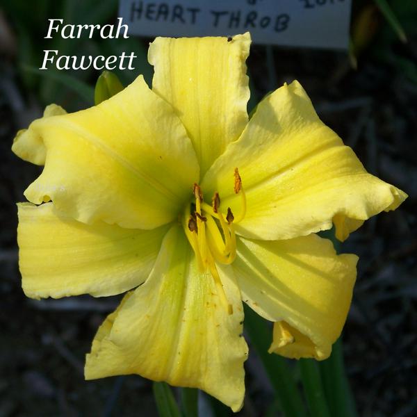 Farrah Fawcett