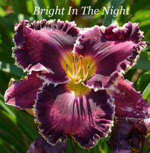 Bright In The Night