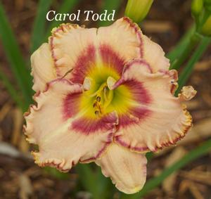 Carol Todd