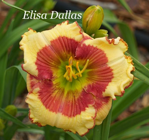 Elisa Dallas 001