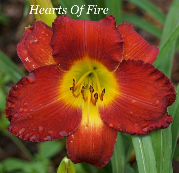 Hearts Of Fire 001