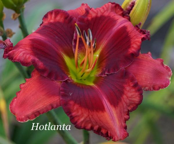 Hotlanta 001