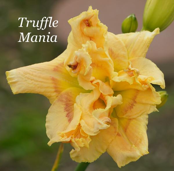 Truffle Mania2