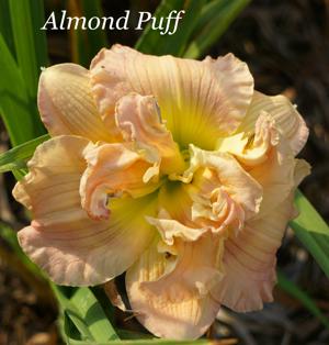 Almond Puff