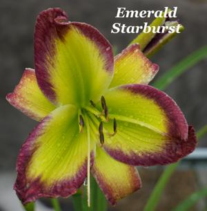 Emerald Starburst
