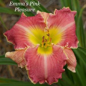 Emma's Pink Pleasure