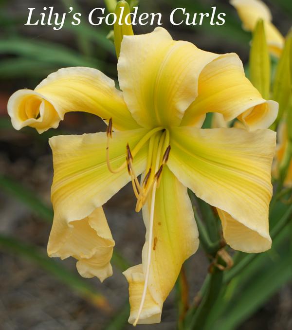 Lily's Golden Curls 001