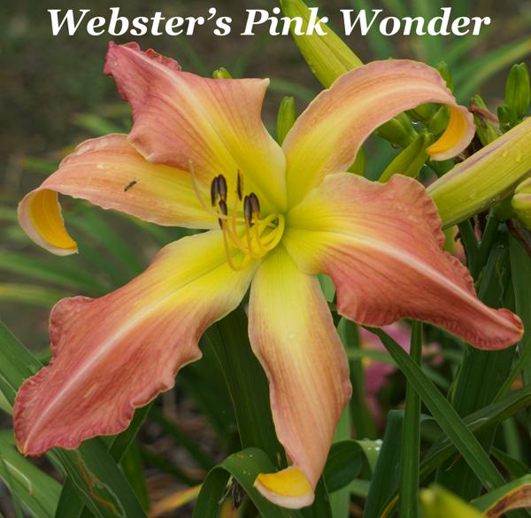 Webster's Pink Wonder2