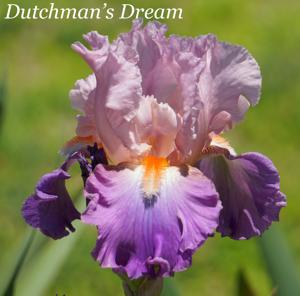 Dutchman's Dream