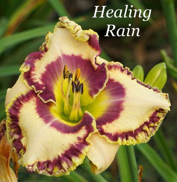 Healing Rain2