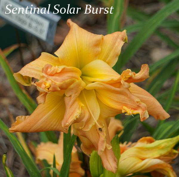 Sentinal Solar Burst