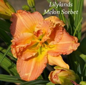 Lilyland's Melon Sorbet2