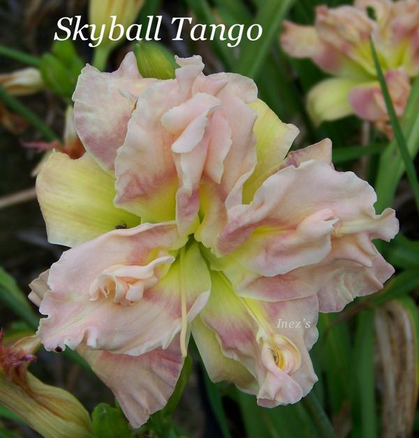 Skyball Tango