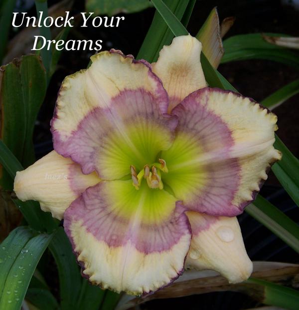 Unlock Your Dreams