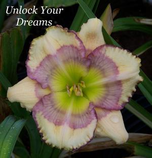 Unlock Your Dreams