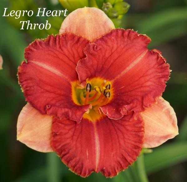 Legro Heart Throb