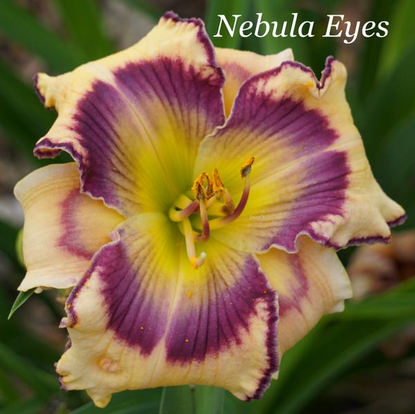 Nebula Eyes 001