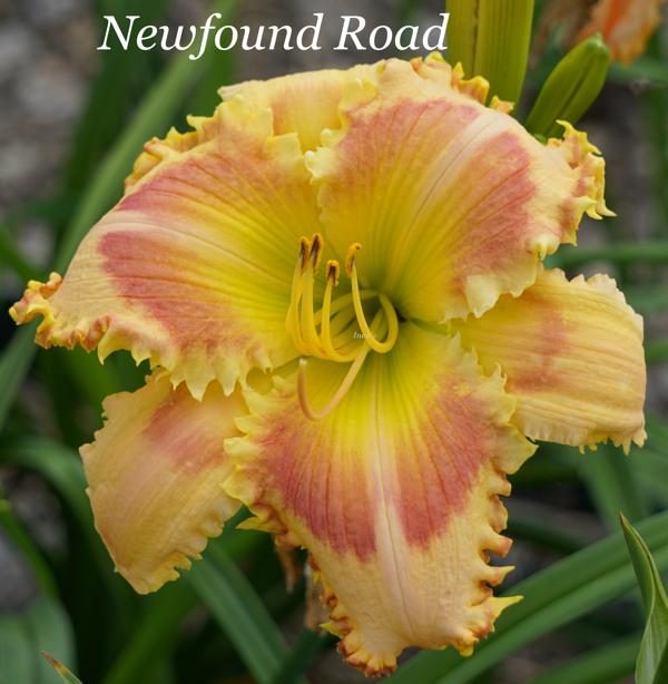Newfound Road 001