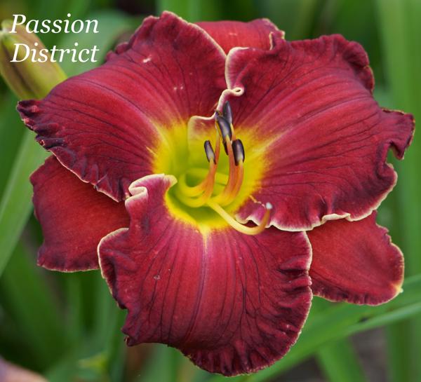 Passion District 001