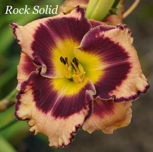 Rock Solid