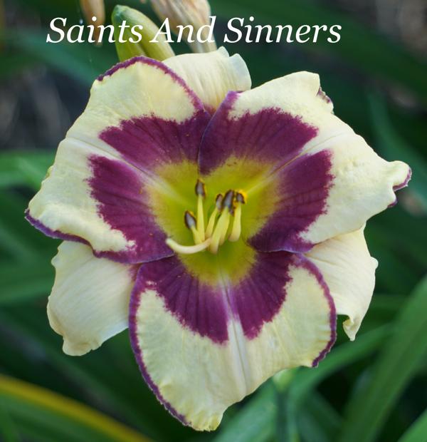 Saints And Sinners2