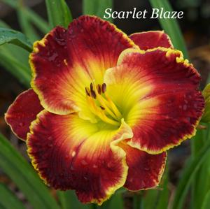Scarlet Blaze