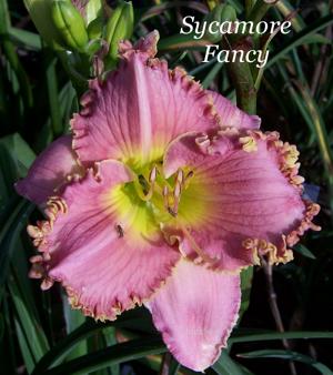 Sycamore Fancy