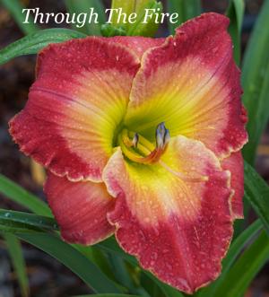 Through The Fire