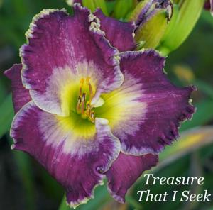Treasure That I Seek