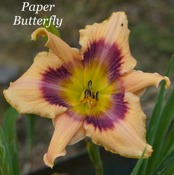 Paper Butterfly