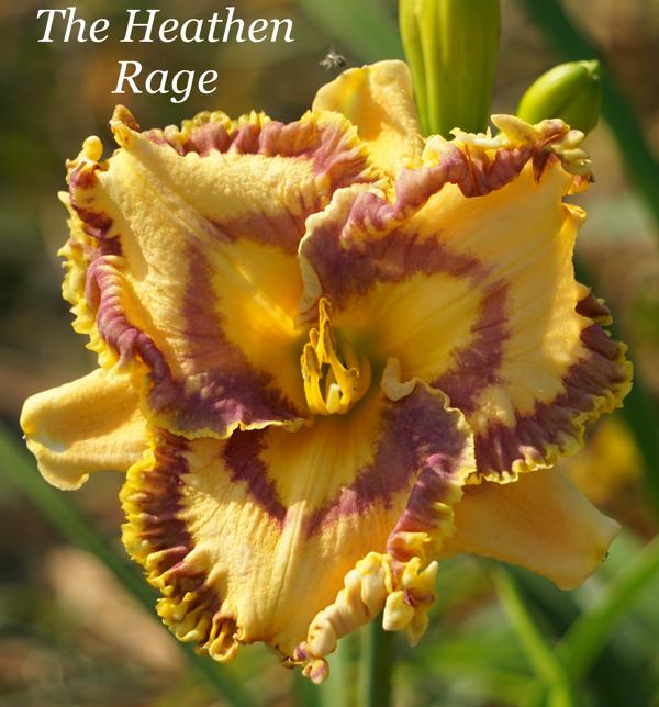 The Heathen Rage2 001
