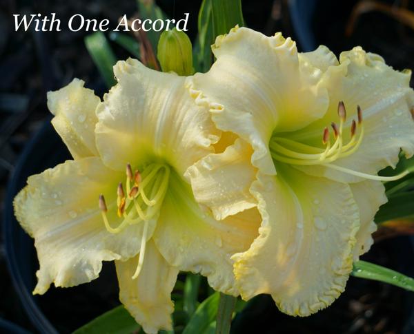 With One Accord
