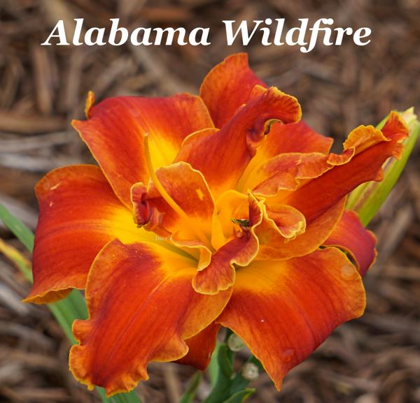 Alabama Wildfire 001