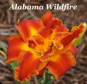 Alabama Wildfire