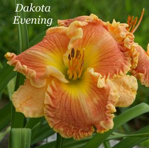 Dakota Evening