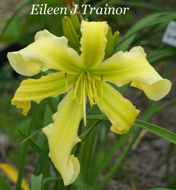 Eileen J. Trainor 001
