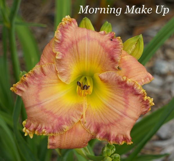 Morning Make Up
