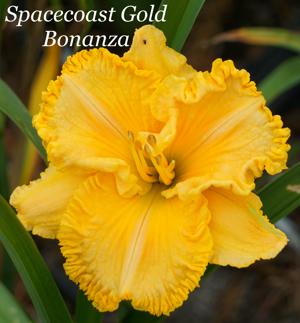 Spacecoast Gold Bonanza