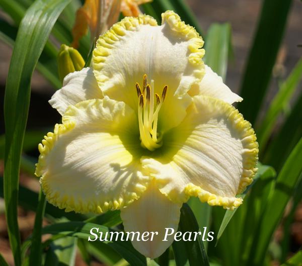 Summer Pearls 001
