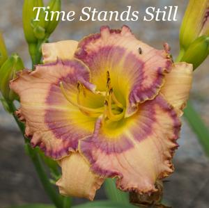 Time Stands Still
