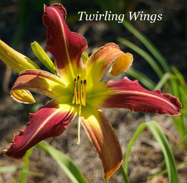 Twirling Wings