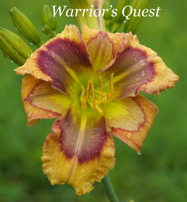 Warrior's Quest