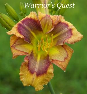 Warrior's Quest