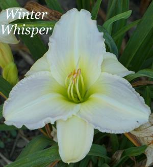 Winter Whisper