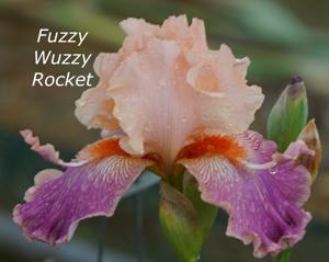Fuzzy Wuzzy Rocket