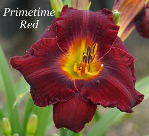 Primetime Red