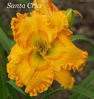 Santa Cruz