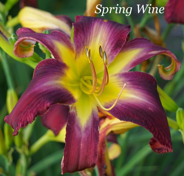 Spring Wine2