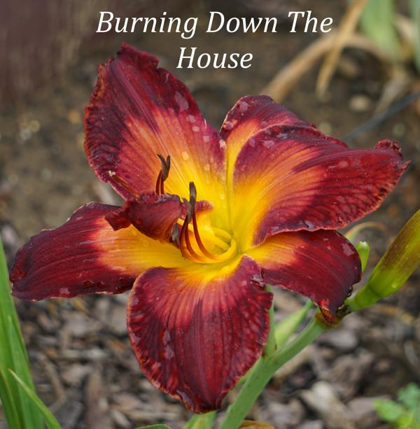 Burning Down The House