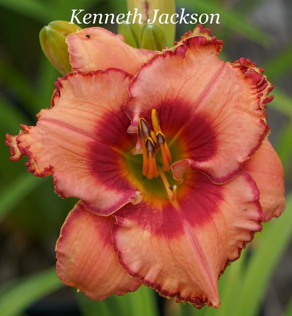 Kenneth Jackson2